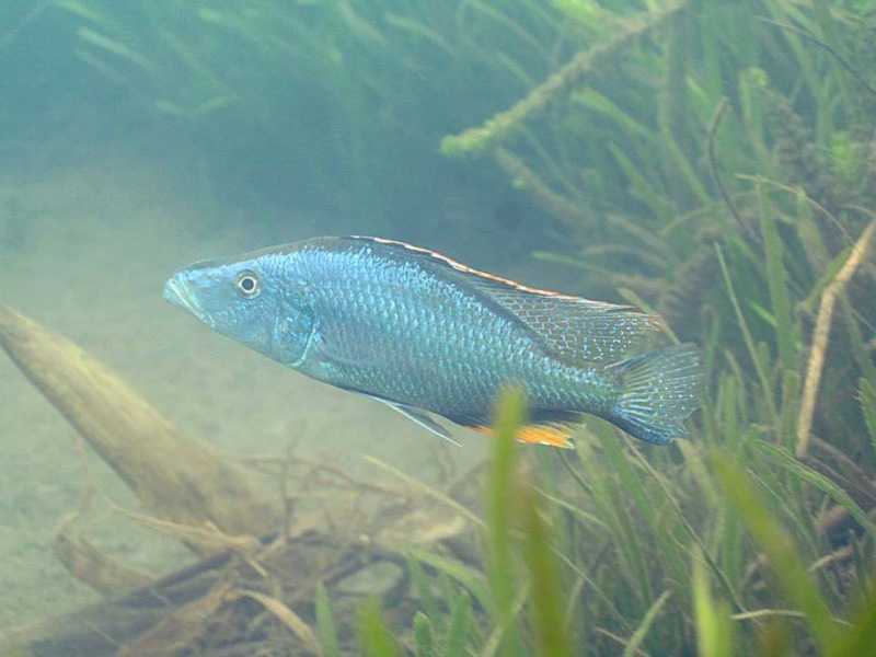 Dimidiochromis compressiceps 'Chiofu'
